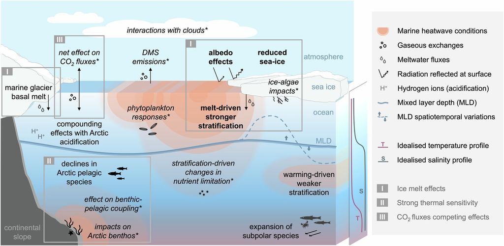 Impactos de las olas de calor marinas en el Ártico. Crédito: Communications Earth & Environment (2026). DOI: 10.1038/s43247-026-03735-1