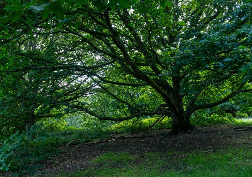 Older forests increase woody biomass to capture carbon as carbon dioxide levels rise