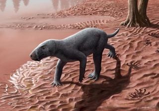 Oldest ancestor of mammals looked like a dog but with sabre teeth