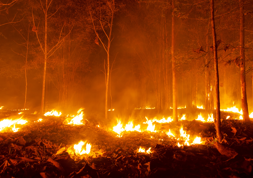 Incendio forestal Incendio forestal