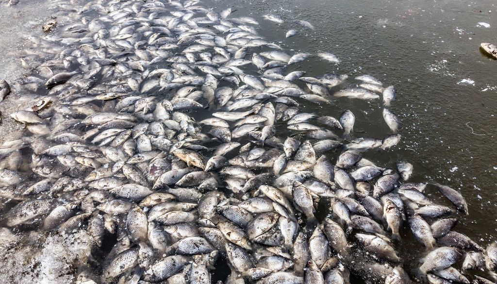 Los episodios de hipoxia marina pueden causar la muerte masiva de especies.