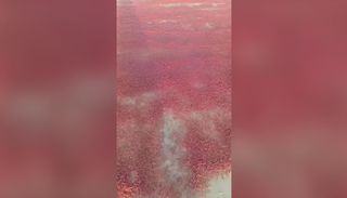 Miles de camarones cubren las playas de Dhofar, en Om&aacute;n: aqu&iacute; el v&iacute;deo del sorprendente fen&oacute;meno natural