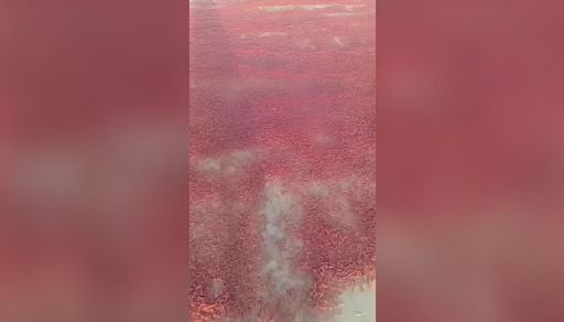 Miles de camarones cubren las playas de Dhofar, en Om&aacute;n: aqu&iacute; el v&iacute;deo del sorprendente fen&oacute;meno natural