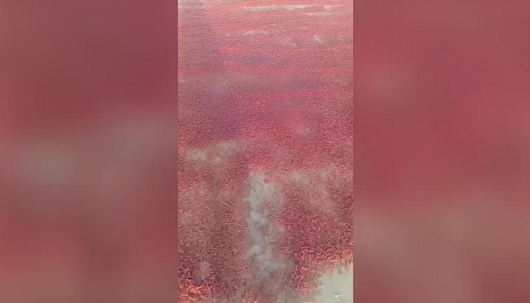 Miles de camarones cubren las playas de Dhofar, en Om&aacute;n: aqu&iacute; el v&iacute;deo del sorprendente fen&oacute;meno natural