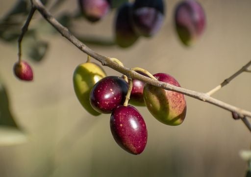Oliven, Mandeln oder sogar Reis: Studie sagt radikalen Wandel der heimischen Landwirtschaft voraus