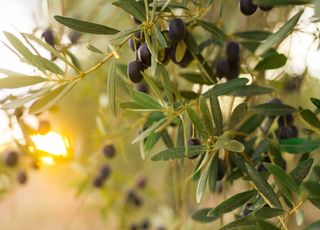 Olives : des récoltes catastrophiques en France à cause des fortes chaleurs du début d'été ?