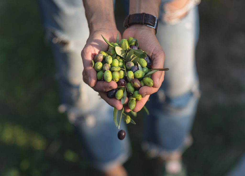 Récolte olives Sud-Est France