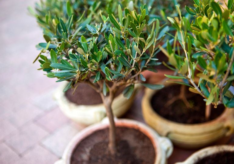 Olivo en maceta: cómo cuidar el árbol mediterráneo que mejor se adapta a tu terraza
