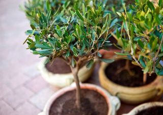 Olivo in vaso: come prendersi cura dell'albero mediterraneo più adatto al tuo terrazzo