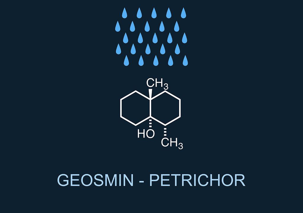 olor a tierra mojada y olor a lluvia petricor geosmina