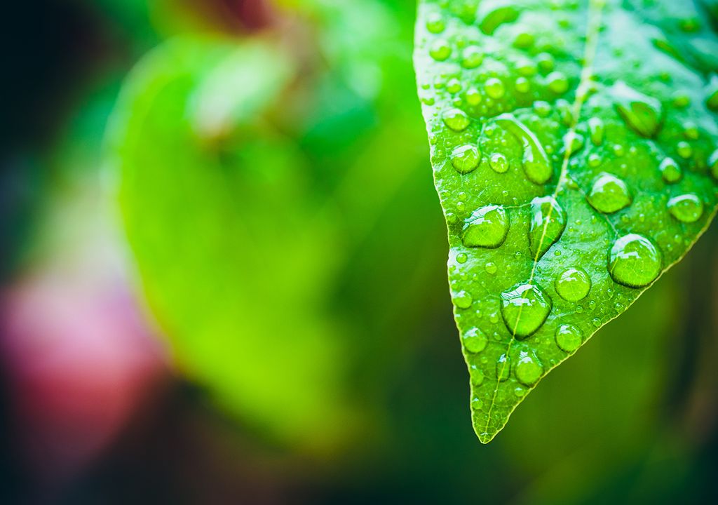 olor a tierra mojada y olor a lluvia petricor geosmina