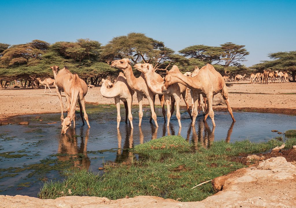 olor a tierra mojada y olor a lluvia petricor geosmina