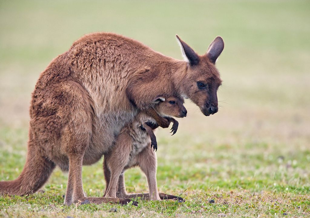 olor a tierra mojada y olor a lluvia petricor geosmina
