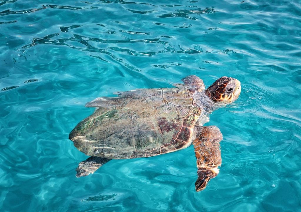 tartaruga marina tartaruga marina
