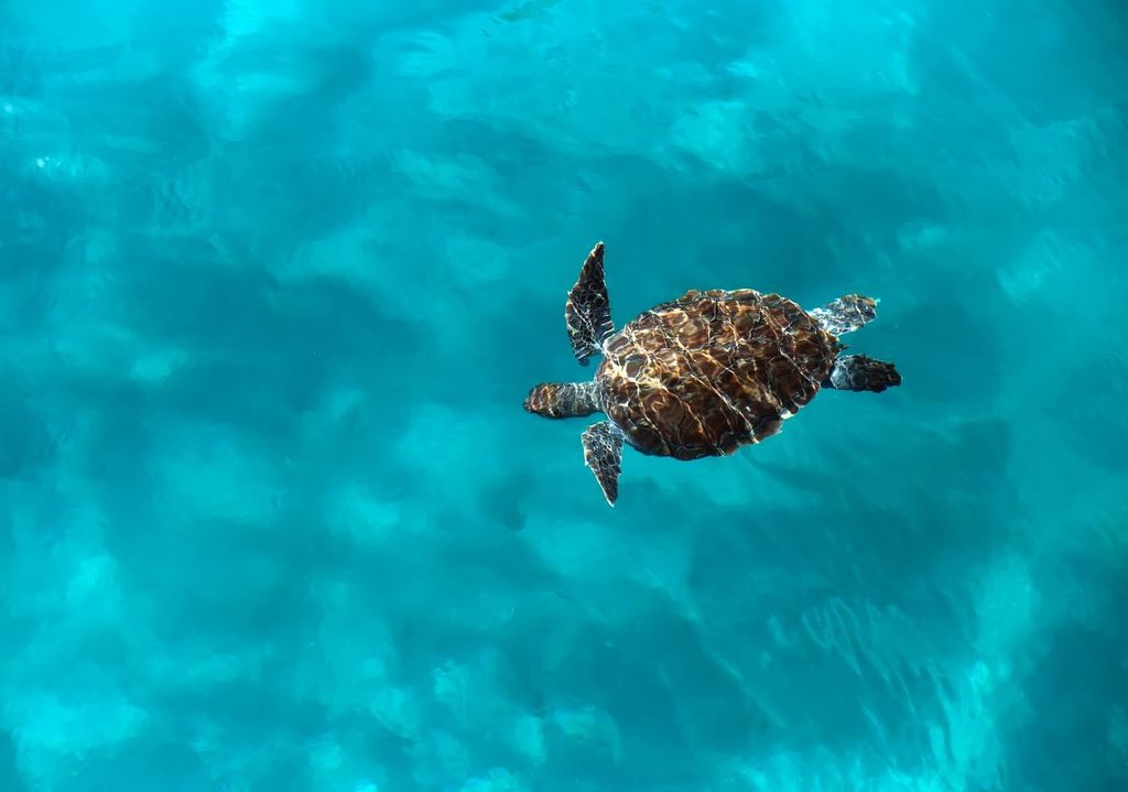 tartaruga marina tartaruga marina