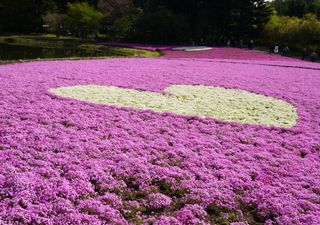 Olvídate del césped: 6 Plantas que cubren el suelo y necesitan pocos cuidados