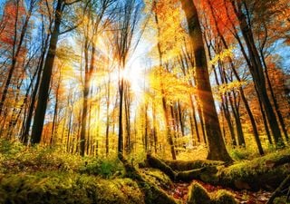 Herbstprognose 2023: Goldener Oktober, früher Wintereinbruch oder Dauerwärme und viel Sonnenschein? 