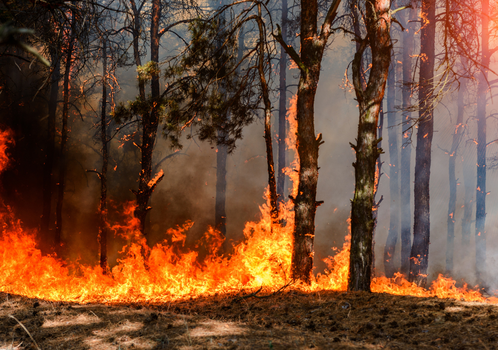 En Canadá, hasta el 3 de agosto había 829 incendios activos, más de 250 de ellos fuera de control. En Canadá, hasta el 3 de agosto había 829 incendios activos, más de 250 de ellos fuera de control.