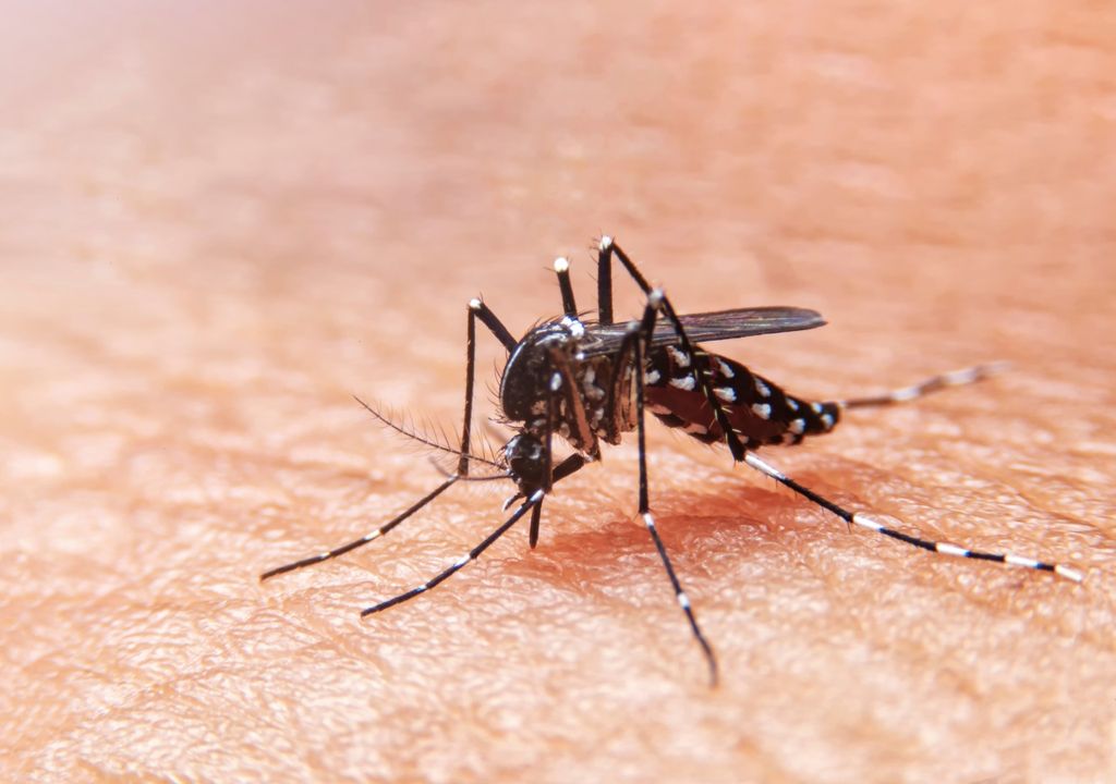 Mosquito da dengue alerta febre da saúde da OMS