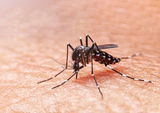 La OMS alerta: el aumento de los casos de dengue es una grave amenaza mundial