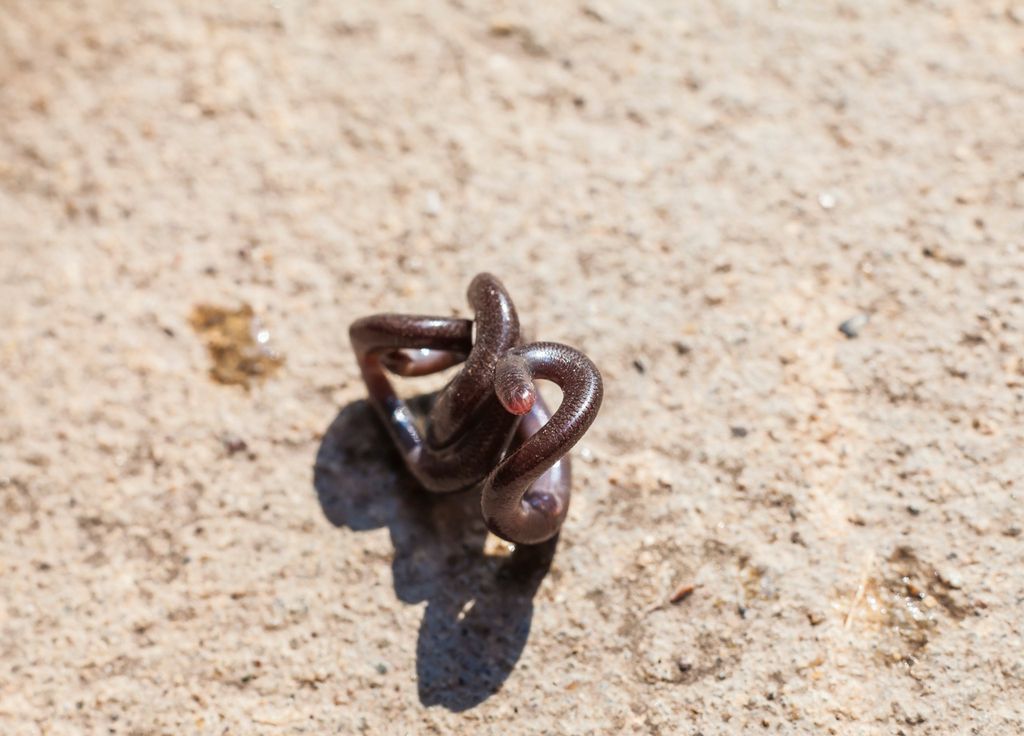 Serpent Biodiversité Barbade