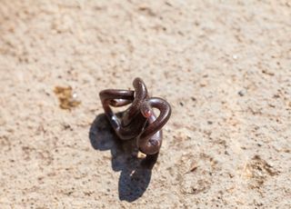 On pensait l'espèce éteinte et pourtant ! Le plus petit serpent du monde est réapparu !