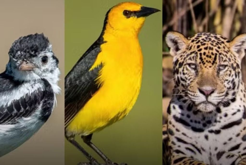 COP15 busca acordos internacionais para garantir que esses animais continuem circulando e cumprindo seu papel ecológico. Crédito: Reprodução/ UFMS