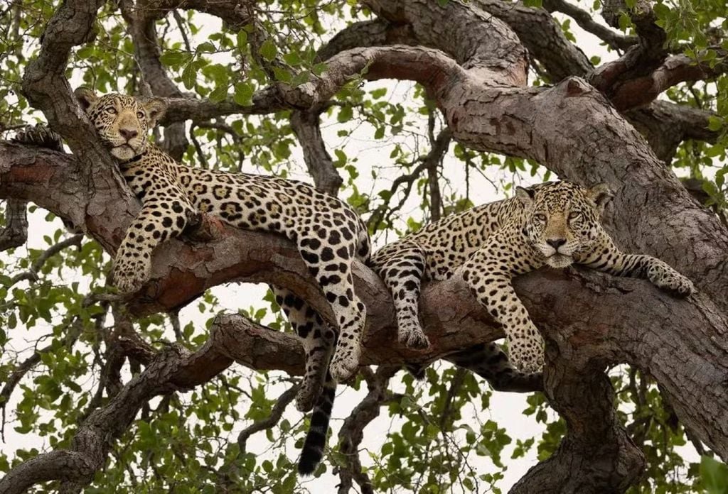 Onça-pintada e filhote no alto de árvore, no Pantanal. Crédito: Bruno Sartori/Arquivo Pessoal