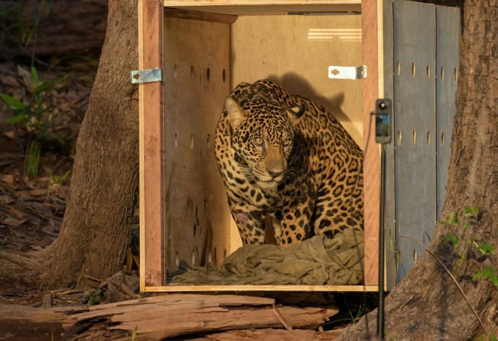 Operação inédita reintroduziu felino em seu habitat na Amazônia. Crédito: Joedi Porto e Antonio Humberto/Seped