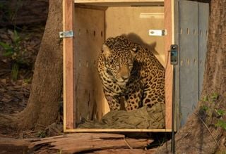Onça-pintada resgatada no Rio Negro é reintroduzida na floresta amazônica