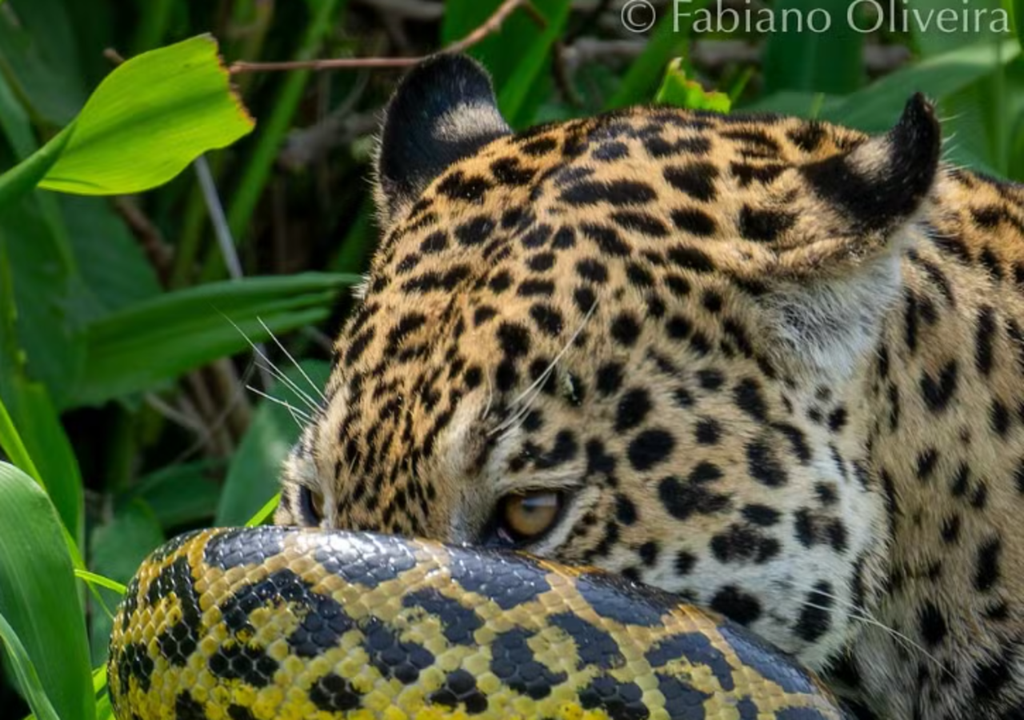 Registro mostra sucuri tentando se defender ao enrolar-se na cabeça de uma onça-pintada