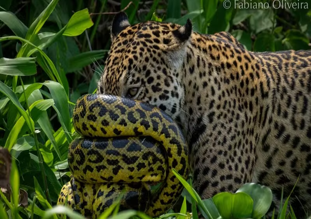 Episódio raro reforça importância de preservar a vida selvagem no Pantanal.