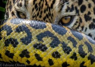 Onça surpreende sucuri e vence confronto capturado por fotógrafo no Pantanal; veja!
