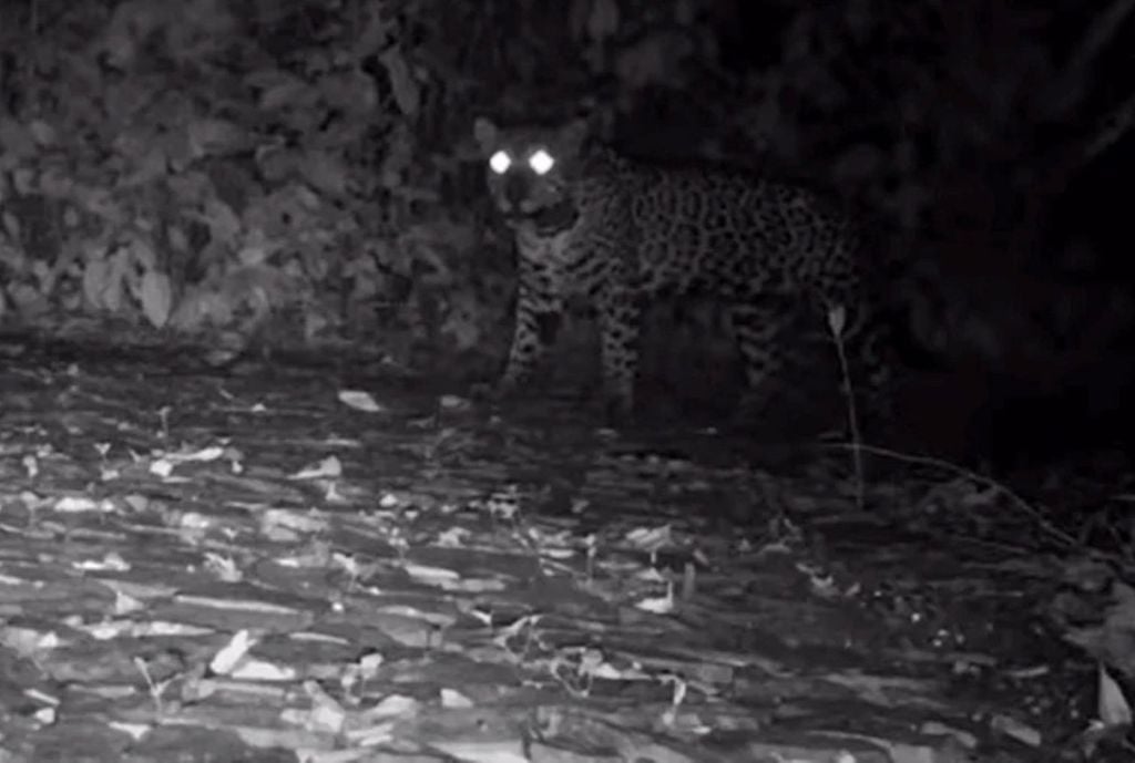 Os registros de três onças-pintadas emitindo sons parecidos com miados foram feitos por pesquisadores no Parque Nacional do Iguaçu (PR). Crédito: Divulgação Metrópoles