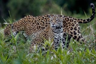 On&ccedil;as tamb&eacute;m miam? Sons in&eacute;ditos desafiam o que a ci&ecirc;ncia sabia sobre a esp&eacute;cie