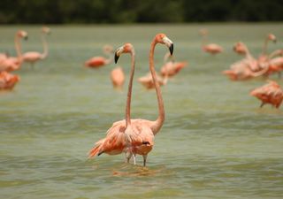 Onda cálida se presentará en la Península de Yucatán este fin de año