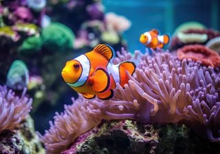 Onda de calor dizima peixe-palhaço no que era suposto ser um porto seguro