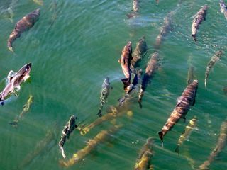 Onda de calor marinha ameaça costa Oeste dos EUA e Canada