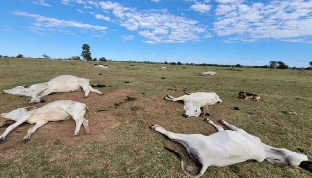 Dezenas de bovinos morreram de frio em MS neste ano, conforme a Iagro. — Foto: Reprodução/g1 MS Dezenas de bovinos morreram de frio em MS neste ano, conforme a Iagro. — Foto: Reprodução/g1 MS