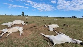 Onda de frio mata mais de 80 cabe&ccedil;as de gado em MS; entenda o que causou as mortes