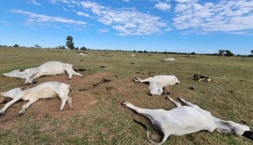 Onda de frio mata mais de 80 cabe&ccedil;as de gado em MS; entenda o que causou as mortes