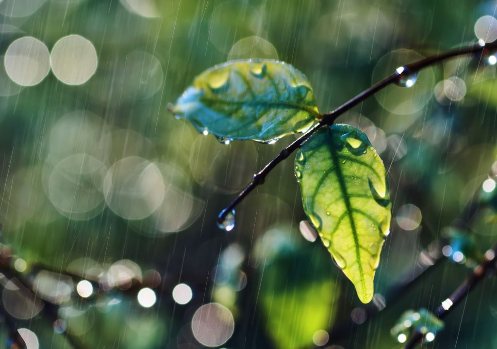 Lluvia Lluvia