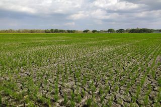 Ondas de calor e chuvas torrenciais: entenda os riscos e proteja sua safra