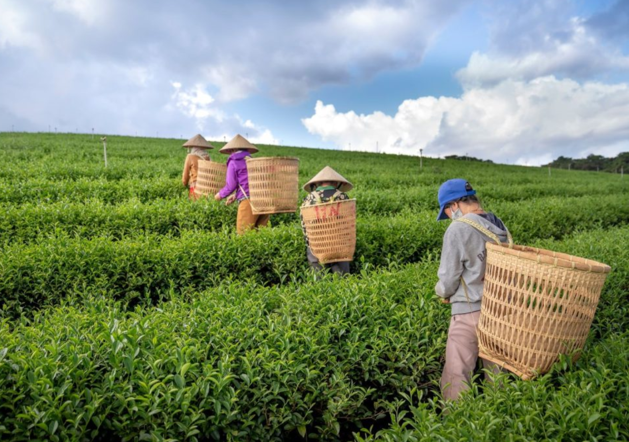 Olas de calor e inundaciones influyeron en la disminución de la producción de té en 2024. Foto: Wikifarmer.