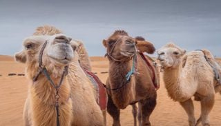 Ondas de calor levam ao limite da sobreviv&ecirc;ncia os considerados reis do deserto