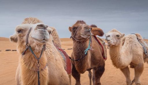 Ondas de calor levam ao limite da sobreviv&ecirc;ncia os considerados reis do deserto