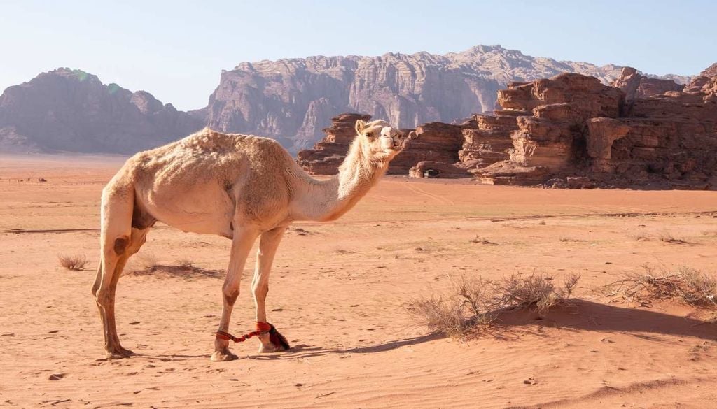 Resistência no deserto Mesmo adaptados às condições mais áridas do planeta, os camelos começam a revelar os limites da sua resistência perante temperaturas extremas.