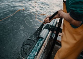 Ondas de calor marinhas poderão afetar a captura de peixe