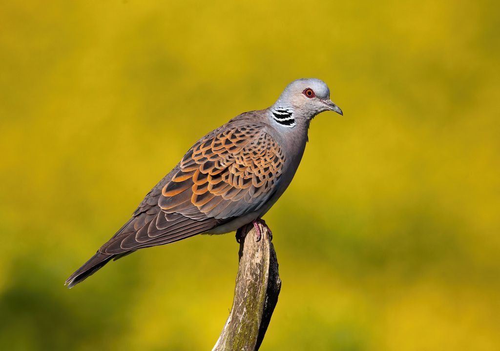 Turtle doves are in decline in the UK