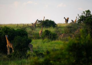 The 'one rule' explains the organisation of life on Earth